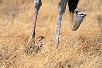 Ostrich (Struthio camelus) male with chicks Samburu National Reserve, Kenya, Africa.