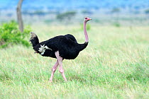 Male Masai ostrich walking (Struthio camelus massaicus) Masai Mara National Reserve, Kenya, Africa.