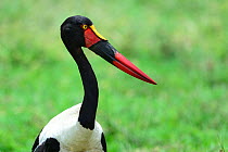 Saddle billed stork portrait (Ephippiorhynchus senegalensis) Masai Mara National Reserve, Kenya, Africa.