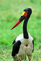 Saddle billed stork portrait (Ephippiorhynchus senegalensis) Masai Mara National Reserve, Kenya, Africa.