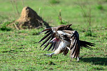 Lappet faced vulture (Torgos tracheliotus) in threat posture, Masai Mara National Reserve, Kenya, Africa.