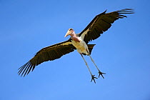 Marabou stork (Leptoptilos crumeniferus) flying, Mara National Reserve, Kenya, Africa.