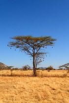 Weaver bird (Ploceidae) nests in Umbrella Thorn acacia (Umbrella acacia tortillis) Samburu National Reserve, Kenya, Africa.