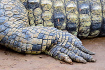 Close-up of Nile crocodile's (Crocodylus niloticus) foot. Mara river. Masai Mara National Reserve, Kenya, Africa.