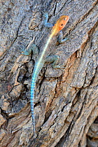Agama lizard climbing on tree (Agama agama) Samburu National Reserve, Kenya, Africa.
