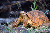 Leopard tortoise (Geochelone pardalis) Bogoria Lake, Kenya, Africa.