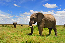 African elephant (Loxodonta africana) Masai Mara National Reserve, Kenya, Africa.