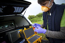 Licenced Wildlife Trust vaccinator preparing badger bovine TB vaccine in the field. Vaccine is 'live' and mixed in two parts just before administration. Cheshire, England, UK, May 2013.