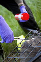 Badger (Meles meles) bovine TB vaccination in south Cheshire. Hair clip being taken prior to staff marking with stock spray to identify treated badger. Hair is removed to make spray easier to apply as...