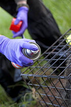 Badger (Meles meles) bovine TB vaccination in south Cheshire, Wildlife Trust staff marking with stock spray to identify treated badger. Hair is removed to make spray easier to apply as badgers preen c...