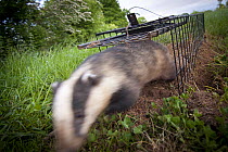 Badger (Meles meles)  released after being given bovine TB vaccine by Wildlife Trust, south Cheshire. May, 2013.