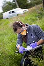 Wildlife Trust staff recording information during badger (Meles meles) bovine TB vaccination scheme in South Cheshire. May, 2013.