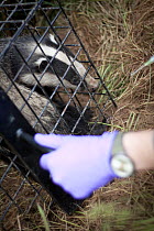 Badger (Meles meles) just before release after being given bovine TB vaccine by Wildlife Trust in south Cheshire. May, 2013.