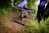 Badger (Meles meles) released after being given bovine TB vaccine by Wildlife Trust in south Cheshire. Rock is used to bury peanuts used for attracting badger to live traps. May, 2013.