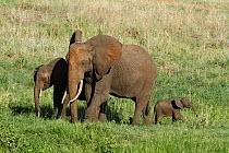 African elephant (Loxodonta africana) with young, Tarangire National Park, Tanzania.