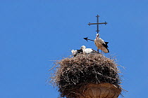 White stork (Ciconia ciconia) nest with family on top of building, Spain, June.