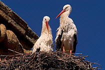 White stork (Ciconia ciconia) pair on nest on building top, Spain, June.