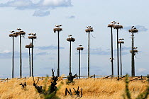 White stork (Ciconia ciconia) nests on artifical nesting platforms, Spain, June.