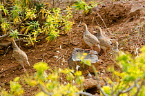 Barbary partridges (Alectoris barbara) Lanzarote, Canary Islands.