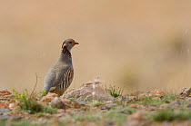 Barbary partridges (Alectoris barbara) Midelt, Fes-Boulemane, Morocco.
