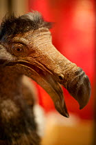 Dodo (Raphus cucullatus) reconstructed model at the Museum of Natural History, Paris, France.