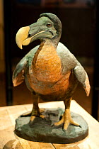 Dodo (Raphus cucullatus) model, at the Museum of Natural History, Paris, France.