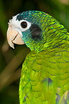 Hispaniolan amazon (Amazona ventralis) captive at breeding centre, from Hispaniola. Vulnerable species.