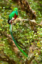 Resplendent quetzal (Pharomachrus mocinno) male on branch, Costa Rica.