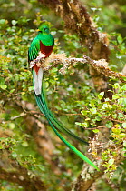 Resplendent quetzal (Pharomachrus mocinno) male on branch, Costa Rica.