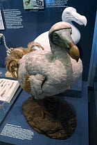Dodo (Raphus cucullatus) reconstructed model at the Berlin Museum, Germany.