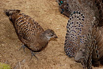Burmese peacock-pheasant (Polyplectron bicalcaratum) male displaying to female, captive in aviary, from Northeast India and Southeast Asia.