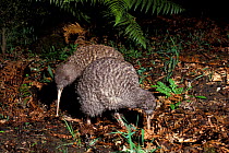 Great Spotted Kiwis (Apteryx haastii) foraging in forest, captive, from South Island, New Zealand. Vulnerable species.