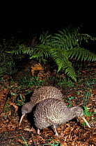 Great Spotted Kiwis (Apteryx haastii) foraging in forest, captive, from South Island, New Zealand. Vulnerable species.