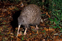 Great Spotted Kiwi (Apteryx haastii) captive, from South Island, New Zealand. Vulnerable species.