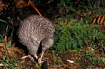 Great Spotted Kiwi (Apteryx haastii) captive, from South Island, New Zealand. Vulnerable species.
