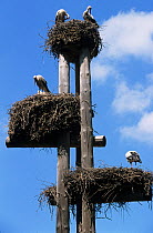 White stork (Ciconia ciconia) nests on artificial nesting platforms, France.