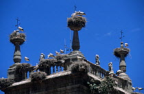 White stork (Ciconia ciconia) nests on tower, Spain.