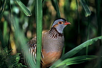 Barbary partridge (Alectoris barbara) male, captive, from North Africa, Gibraltar and the Canary Islands.