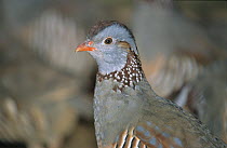 Barbary partridge (Alectoris barbara) female, captive, from North Africa, Gibraltar and the Canary Islands.