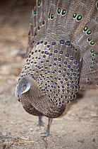 Burmese peacock-pheasant (Polyplectron bicalcaratum) captive, from Northeast India and Southeast Asia.