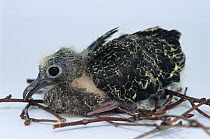 Purple-capped fruit dove (Ptilinopus porphyraceus) captive chick aged only 17 days. From to Polynesia.
