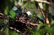 Makatea Grey-Green Fruit-Dove (Ptilinopus chalcurus) at nest, Tuamotus archipelago, French Polynesia. Endemic and vulnerable species.
