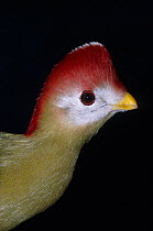 Red-crested turaco (Tauraco erythrolophus) captive, endemic to Western Angola.