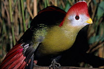 Red-crested turaco (Tauraco erythrolophus) captive, endemic to Western Angola.
