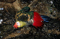 Red-crested turaco (Tauraco erythrolophus) bathing, captive, endemic to Western Angola.