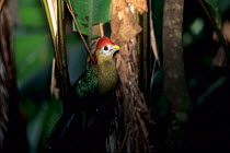 Red-crested turaco (Tauraco erythrolophus) singing, captive, endemic to Western Angola.