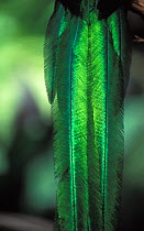 Resplendent quetzal (Pharomachrus mocinno) close up of tail feathers, captive, from Meso-America.