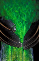 Resplendent quetzal (Pharomachrus mocinno) close up of wing and tail feathers, captive, from Meso-America.