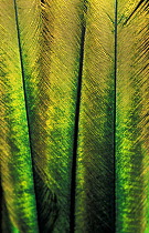 Resplendent quetzal (Pharomachrus mocinno) close up of feathers, captive, from Meso-America.