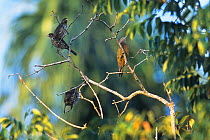Hispaniolan woodpecker (Melanerpes striatus) and Palmchats (Dulus dominicus) Dominican Republic, Hispaniola, Caribbean.